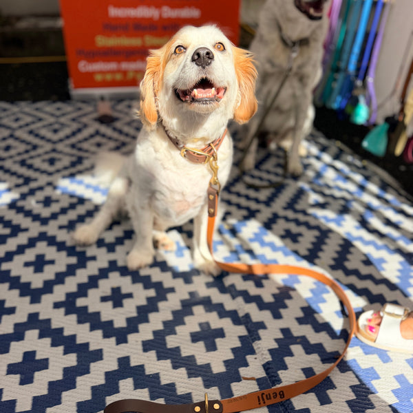 Benji - Milk Chocolate and Brown Collar with Matching Lead