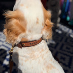Milk Chocolate and Brown Collar