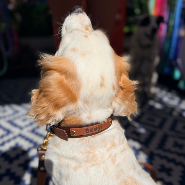 Brown and Milk Chocolate Collar with Matching Lead