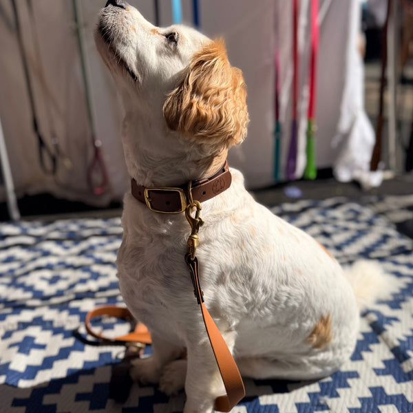 Brown and Milk Chocolate Collar and Matching Lead