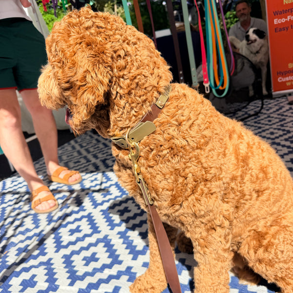 Hamish - Olive and Brown Collar and Matching Lead