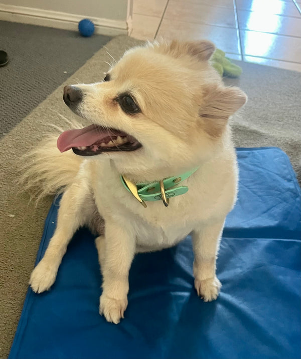 Milly - Sea Foam Small Collar with Brass