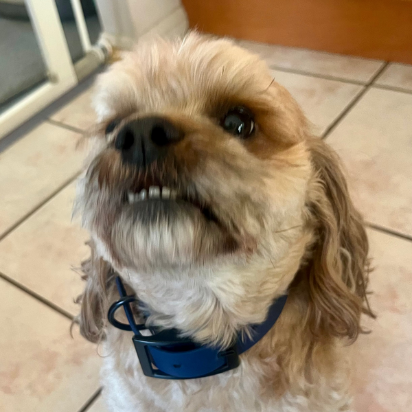 Kozzie - Navy Small Collar with Zinc Alloy (Black)