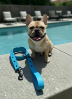 Blue dog leash with black clip on a gray fabric background