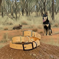Single Colour Dog Collars