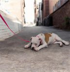 Thin Dog Leads