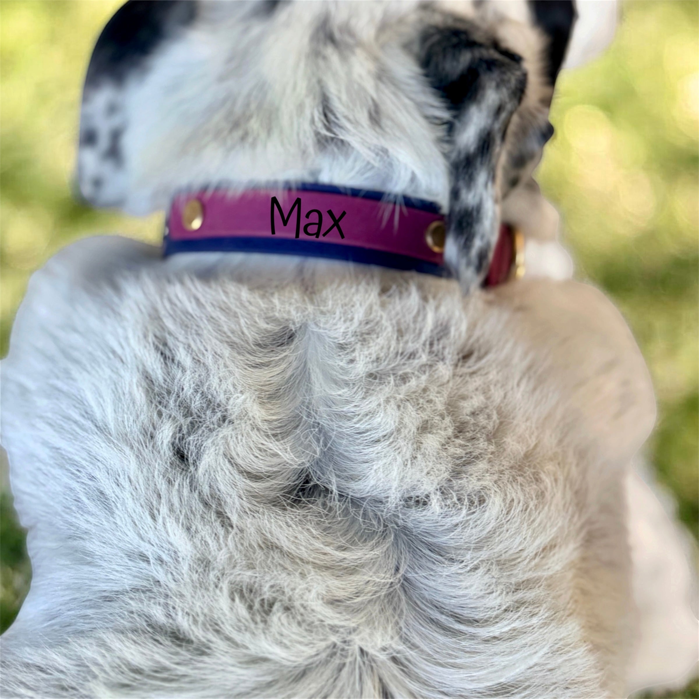 Maroon and Navy Collar