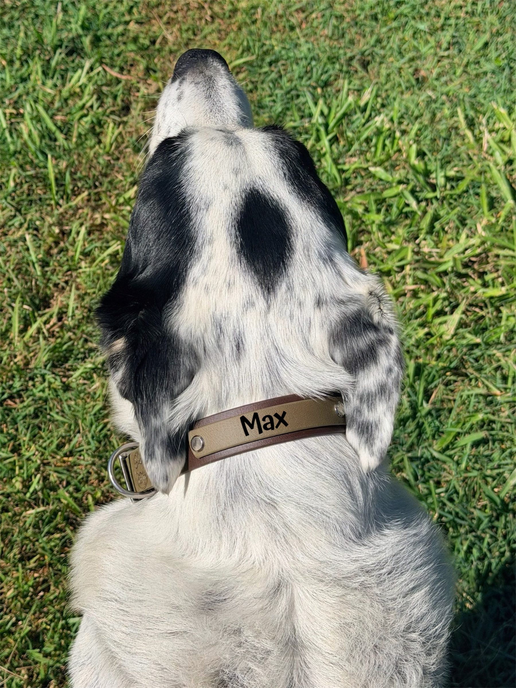 Olive and Brown Dog Collar with Stainless Steel Hardware