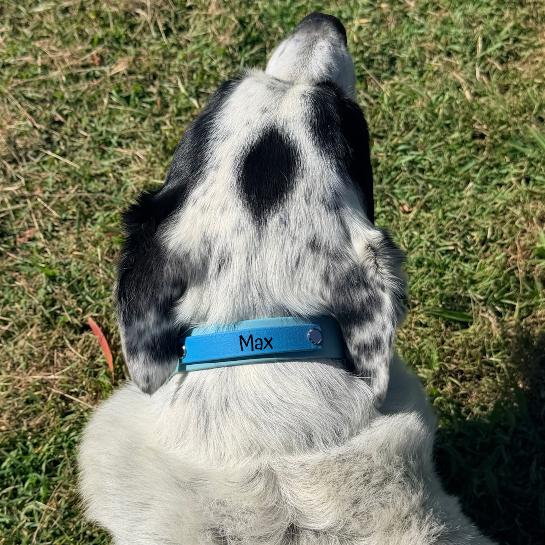 Cyan and Pastel Blue Collar