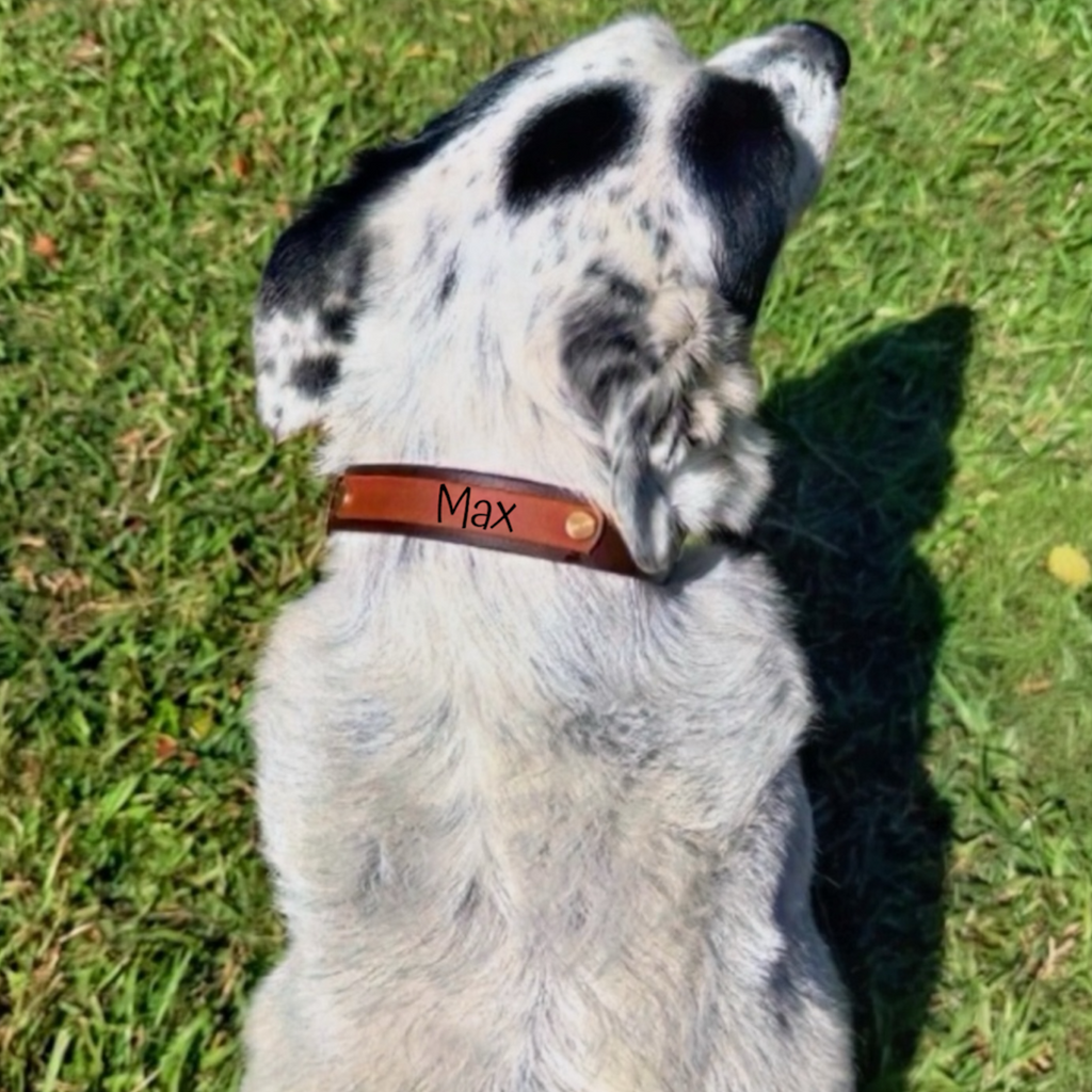 Milk Chocolate and Brown Collar