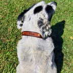 Milk Chocolate and Brown Collar