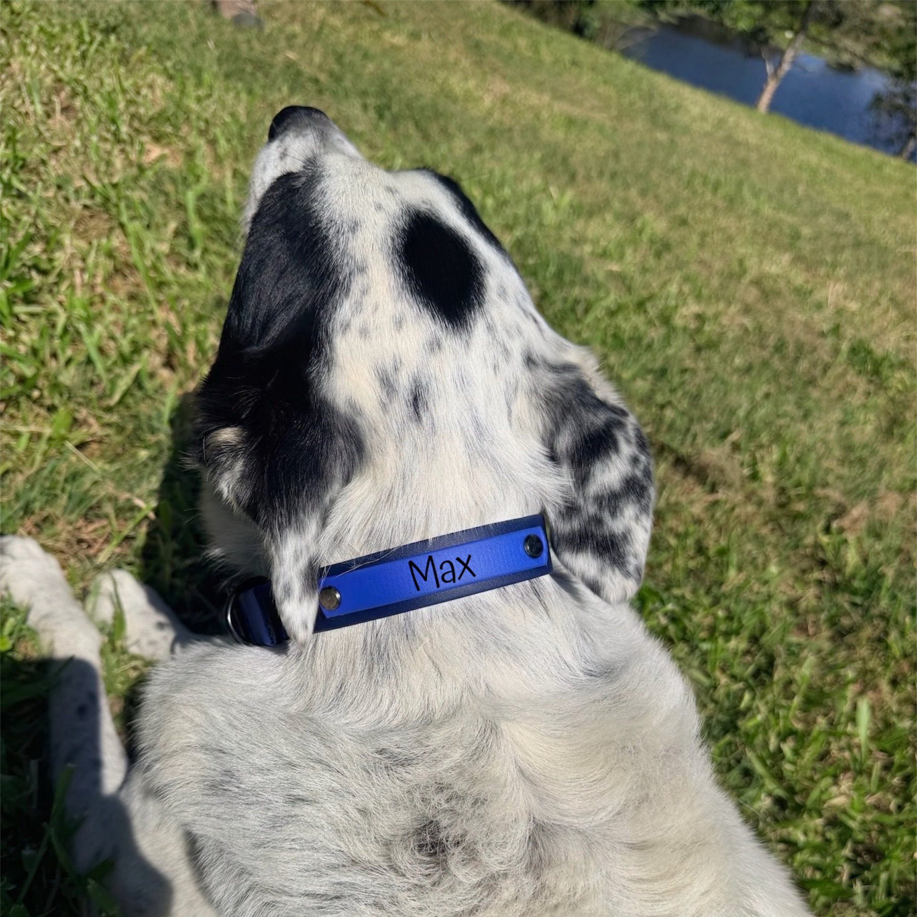 Navy and Sky Blue Collar