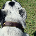 Brown and Olive Lead