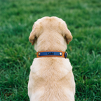 Navy and Caramel Collar
