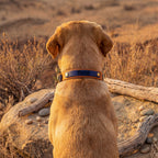 Navy and Caramel Collar