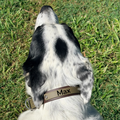 Olive and Brown Collar