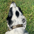 Olive and Brown Lead