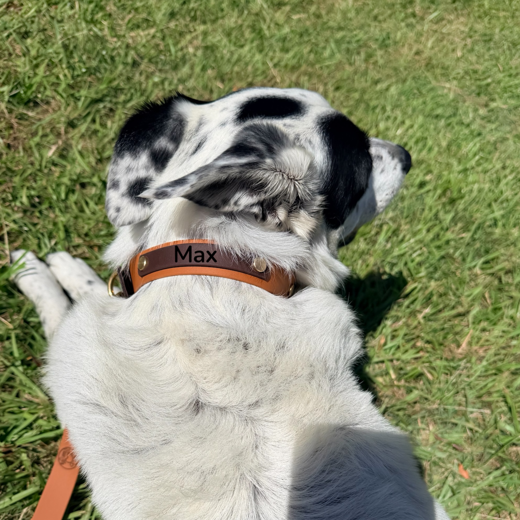 Brown and Caramel Collar