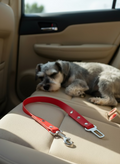Seatbelt - Small