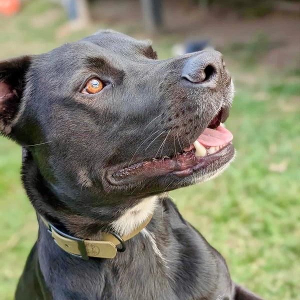 Zeus - Olive Medium Collar with Zinc Alloy (Black)