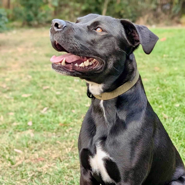 Zeus - Olive Medium Collar with Zinc Alloy (Black)