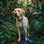 Cyan and Pastel Blue Collar