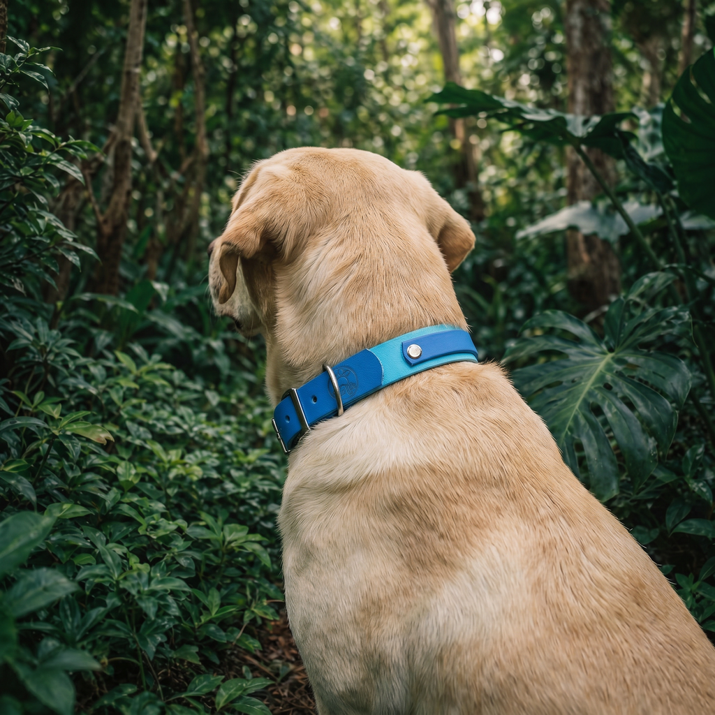 Cyan and Pastel Blue Collar
